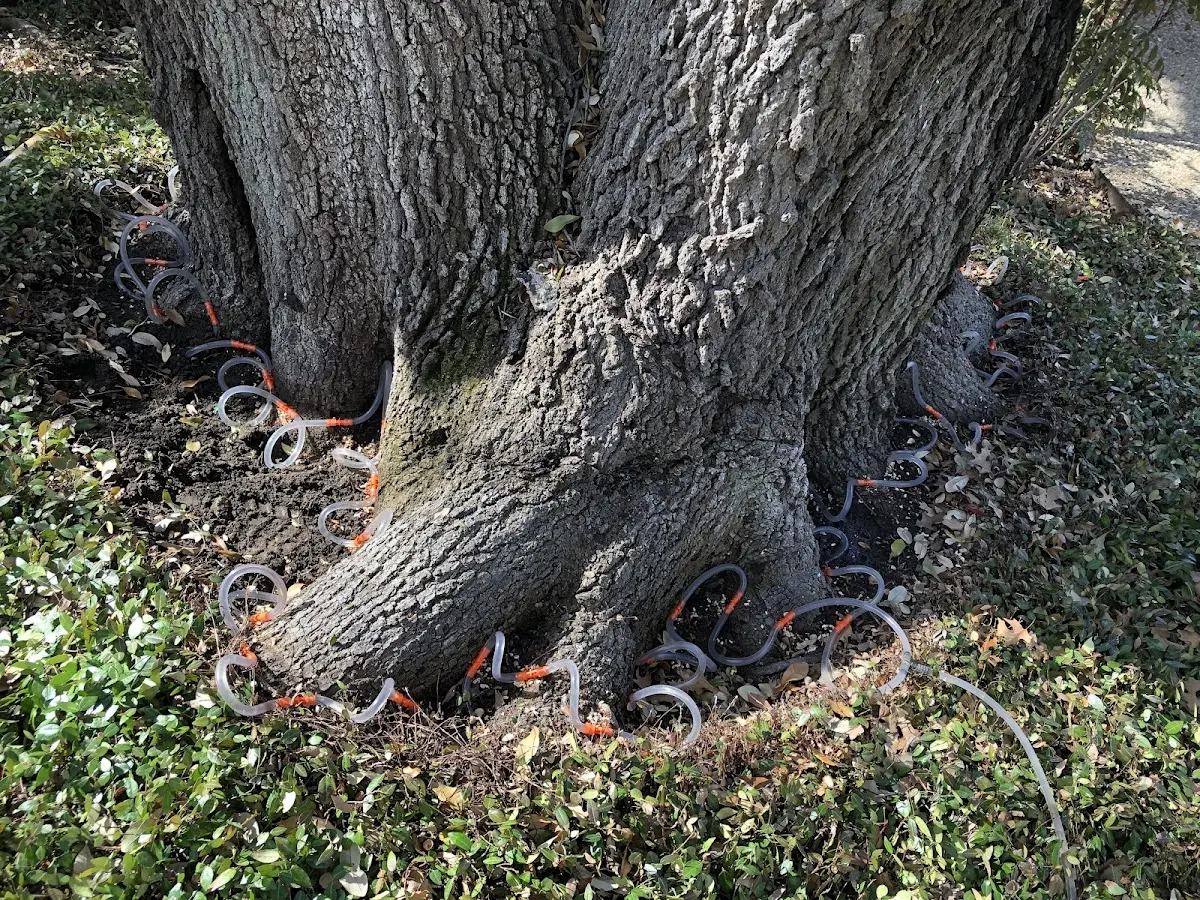 Detailed Tree Cabling and Bracing job site in Lanham